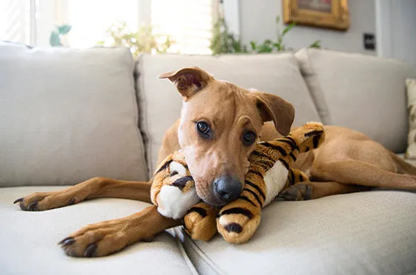 Fluff & Tuff Boomer Tiger Plush Dog Toy