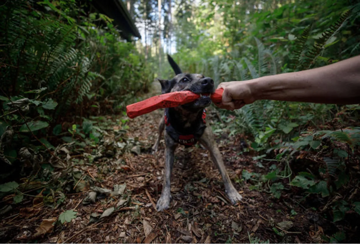 Gnawt-a-Stick™ Toy