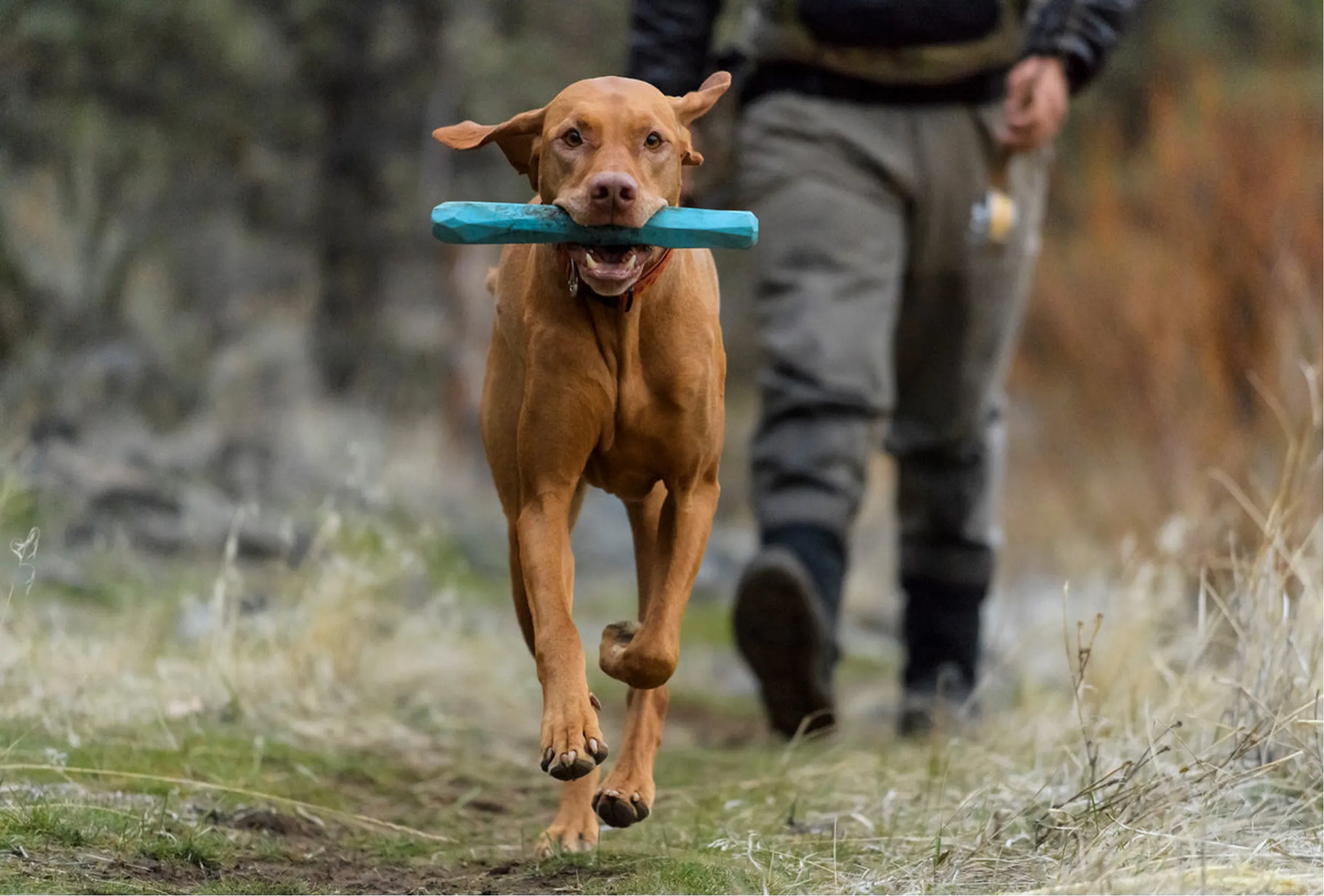 Gnawt-a-Stick™ Toy