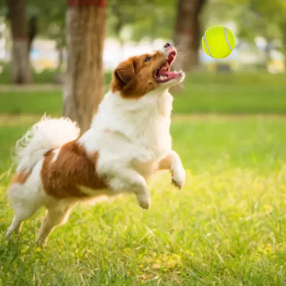 Interactive Dog Toys Tennis Ball (6-Pack) - Meet Bounce Buddies! 🐾🎾