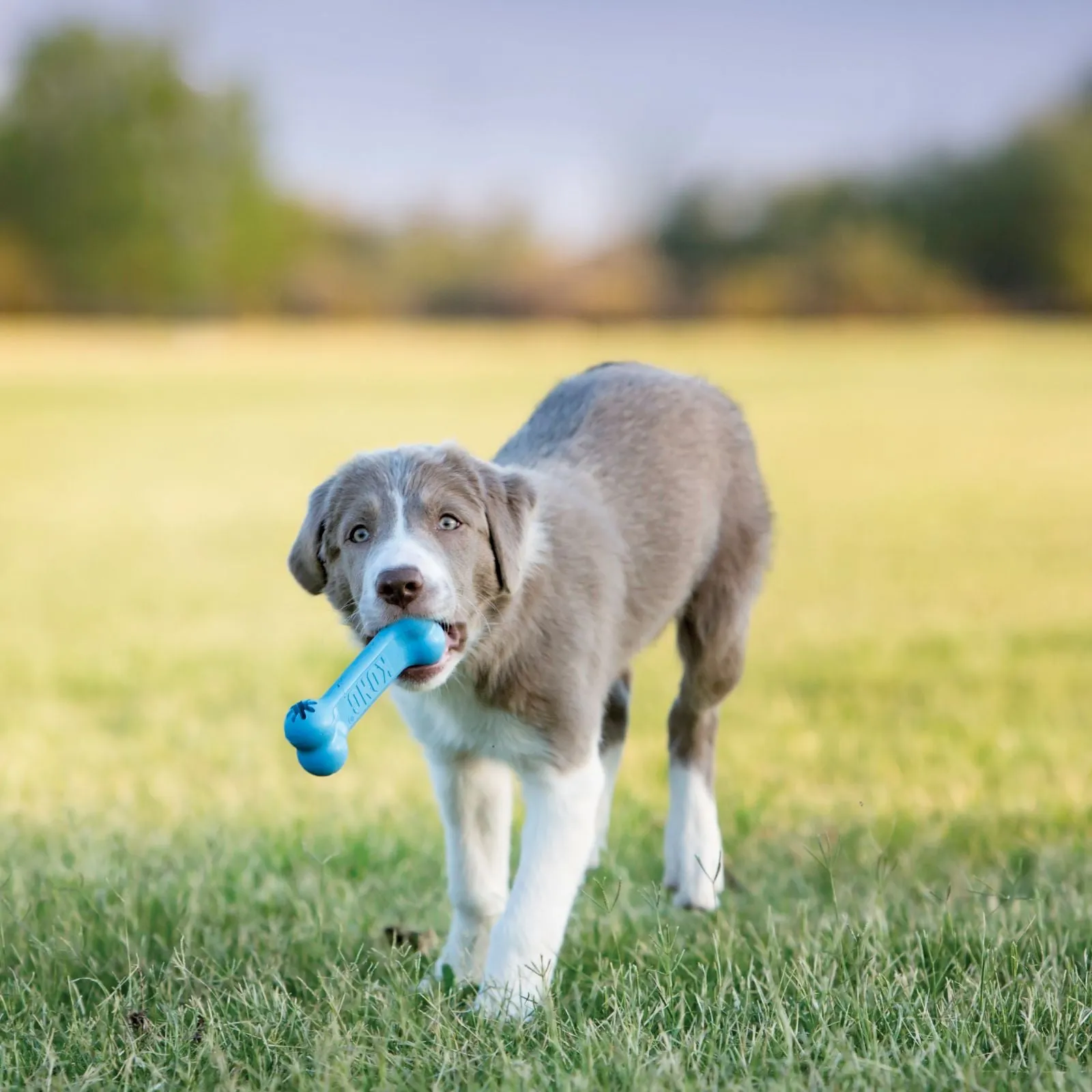 Kong Puppy Goodie Bone