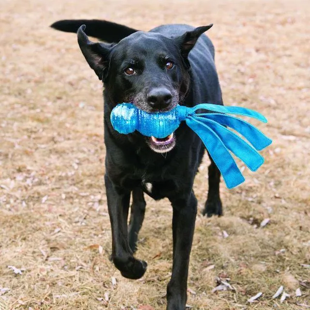 Kong Wubba Comet Dog Toy (Assorted Colours)