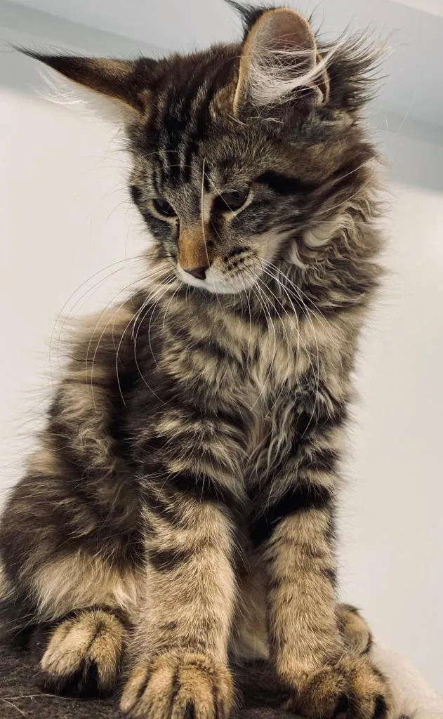 Maine Coon