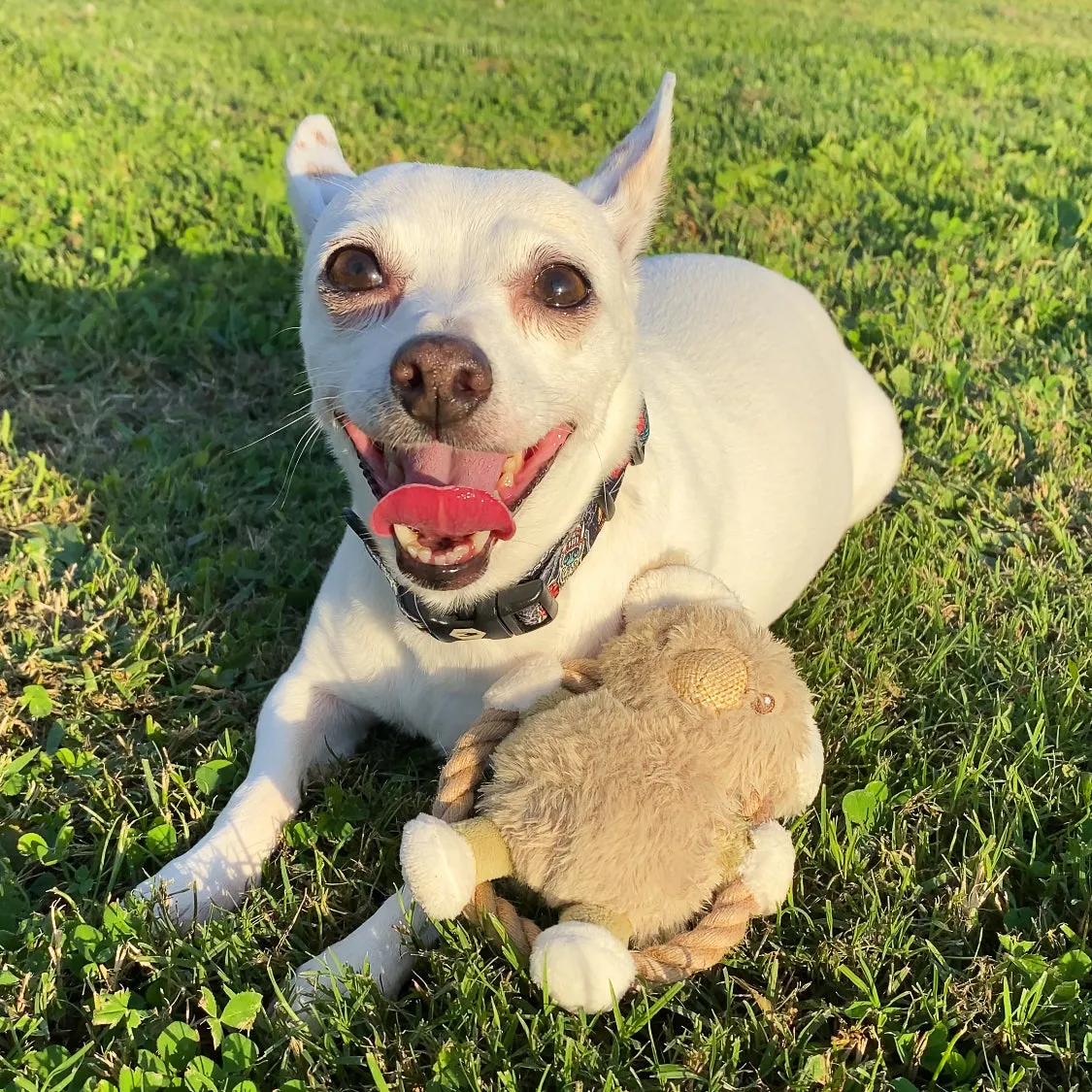 Mini Hula Hemp Koala and Bunny Twist Dog Toys: Fun Squeaker, Stimulates Mentally & Physically, Tough Hemp Rope for Fetch & Chew, Non-Toxic, Cleans Teeth, Variety of Textures, for Pets