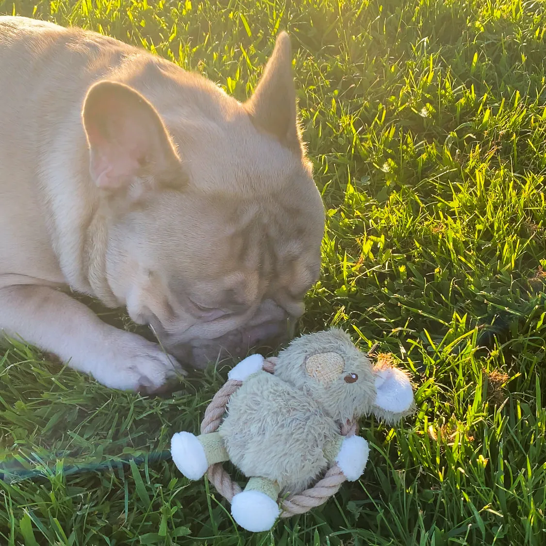 Mini Hula Hemp Koala and Bunny Twist Dog Toys: Fun Squeaker, Stimulates Mentally & Physically, Tough Hemp Rope for Fetch & Chew, Non-Toxic, Cleans Teeth, Variety of Textures, for Pets