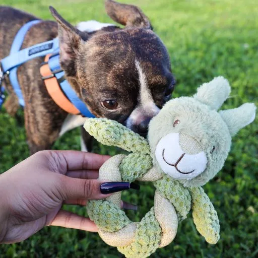 Mini Hula Hemp Koala and Bunny Twist Dog Toys: Fun Squeaker, Stimulates Mentally & Physically, Tough Hemp Rope for Fetch & Chew, Non-Toxic, Cleans Teeth, Variety of Textures, for Pets